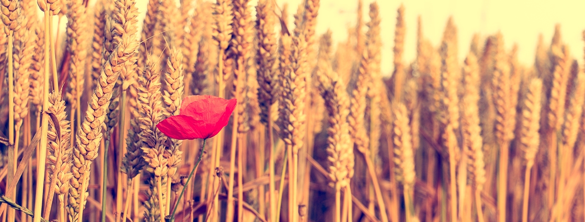 Best of 2014 – Mein Jahresrückblick 2014 Mohnblume im Kornfeld