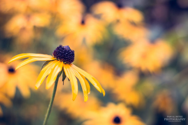 Rudbeckia Blume