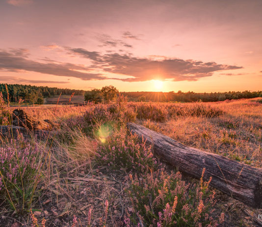 Ausflug in die Fischbeker Heide fischbeker heide sonnenuntergang