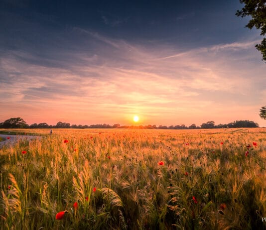 Sonne, Mohnblumen & keine Sterne Ein Sonnennuntergang mit Mohnblumenfeld