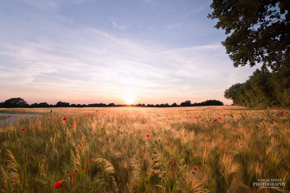 Ein Sonnennuntergang in einem Mohnblumenfeld