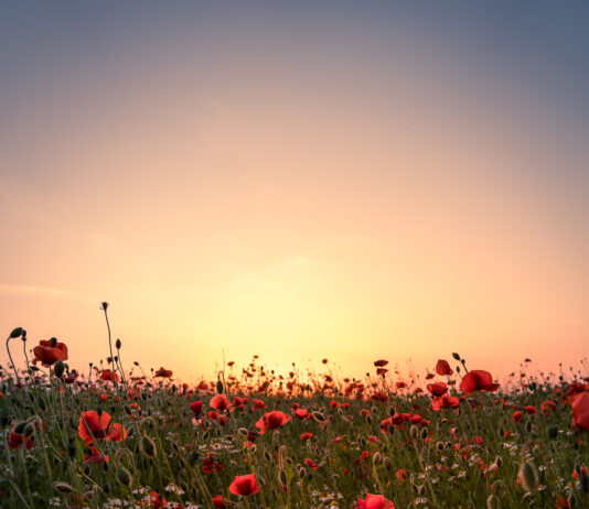 Foto des Monats August 2024 Foto des Monats August 2021 - Mohnblumenfeld im Sonnenuntergang