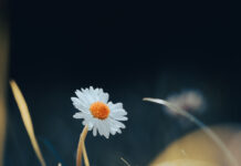 Foto des Monats September 2024 Foto des Monats September 2021 - Gänseblümchen Makro