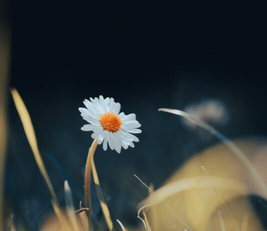 Foto des Monats September 2024 Foto des Monats September 2021 - Gänseblümchen Makro