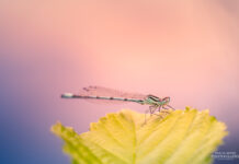 Foto des Monats November 2024 Foto des Monats November 2024 Libelle auf Blatt