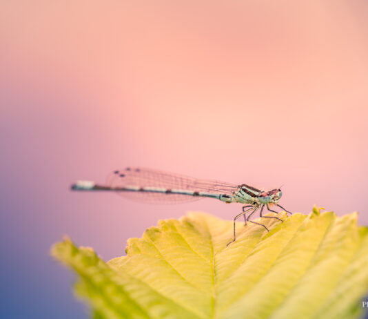 Foto des Monats November 2024 Foto des Monats November 2024 Libelle auf Blatt