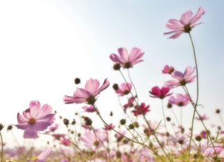 Tipps zur Fotografie von Blumen und Pilzen